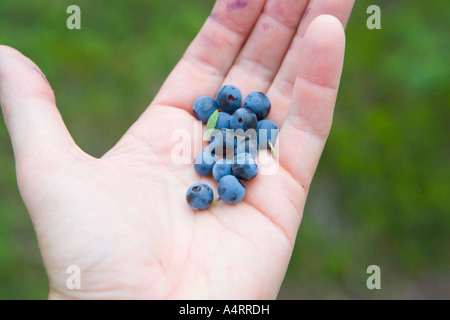 Primo piano della selvaggia di mirtilli di montagna nel palmo della mano Foto Stock