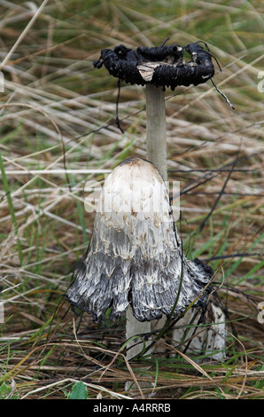 "Coprinus,' i cappucci di inchiostro'. Funghi sui prati vicino alla spiaggia Allonby, Solway Firth, Cumbria, England, Regno Unito Foto Stock