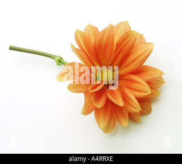 Giallo arancione Fiore Dahlia Foto Stock