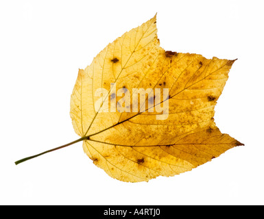 Maple autumn fall leaf Foto Stock