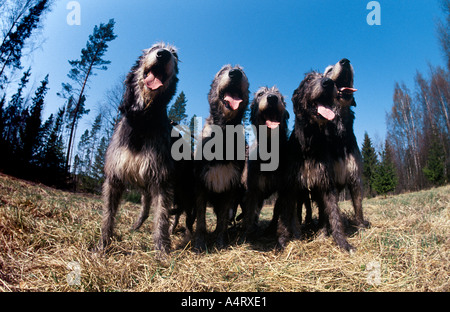 Cinque lupo irlandese abbaiare i cani Foto Stock