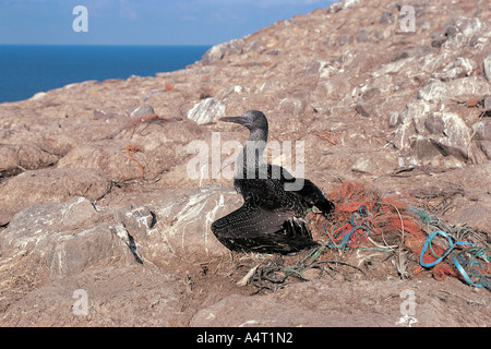 Northern gannet Morus bassanus capretti o guga impigliata nella rete da pesca Grassholm Isola del Galles Ottobre Foto Stock