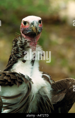 Falda di fronte vulture Aegypius tracheliotus Foto Stock