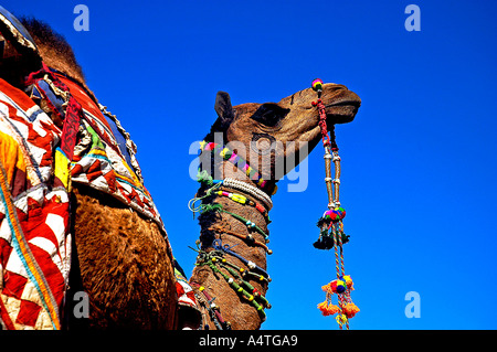 Camel decorate Pushkar fiera del bestiame Rajasthan in India Foto Stock