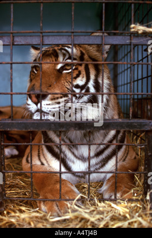 Circus tiger dietro le sbarre Foto Stock