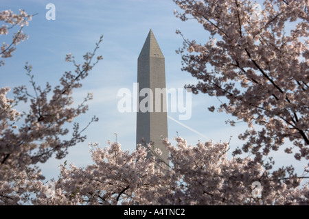 Il Monumento a Washington visto attraverso la fioritura dei ciliegi lungo il bacino di marea in Washington DC Foto Stock