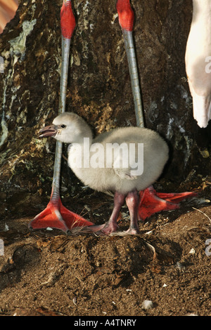 Flamingo cileni - seduta / Phoenicopterus chilensis Foto Stock