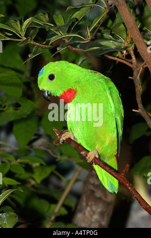 Blu-incoronato Hanging Parrot / Loriculus galgulus Foto Stock