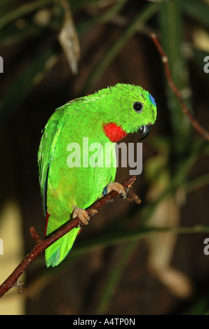 Blu-incoronato Hanging Parrot / Loriculus galgulus Foto Stock