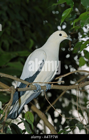 Pied Imperial-piccione (Ducula bicolor) arroccato su un ramoscello Foto Stock