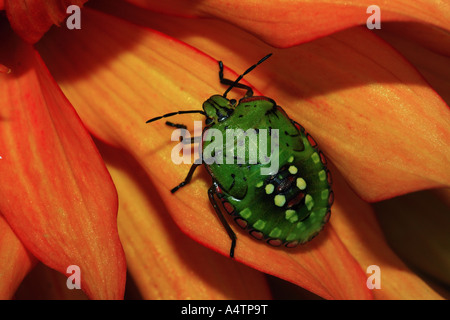 Southern green stink bug / Nezara viridula Foto Stock