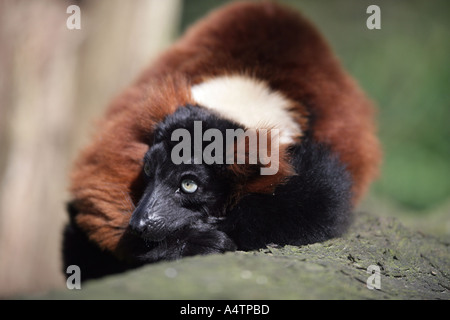 Rosso lemure ruffed - Varecia rubra Foto Stock