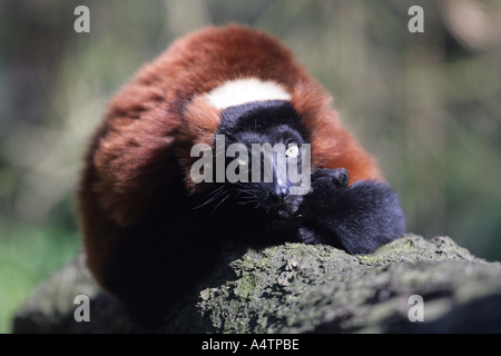 Rosso lemure ruffed Foto Stock