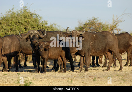 Bufali africani - allevamento / Syncerus caffer Foto Stock