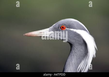 Demoiselle crane - Anthropoides virgo Foto Stock