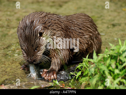 Lontra europea - cub munching pesce / Lutra lutra Foto Stock