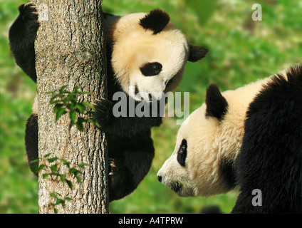 Panda gigante con cub / Ailuropoda melanoleuca Foto Stock