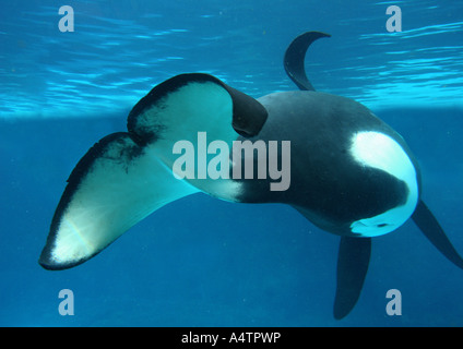 Orca (Orcinus orca) visto dalla parte posteriore, captive Foto Stock