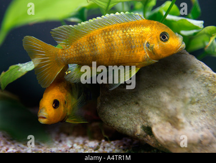 Cichlid (Archocentrus nigrofasciatus). Due pesci in un acquario Foto Stock