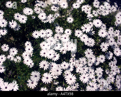 African pedane. Osteospermum Hort impianto bianco fiore petalo aster asteraceae marzo primavera all'aperto al di fuori di petali di colore bianco impianto Foto Stock