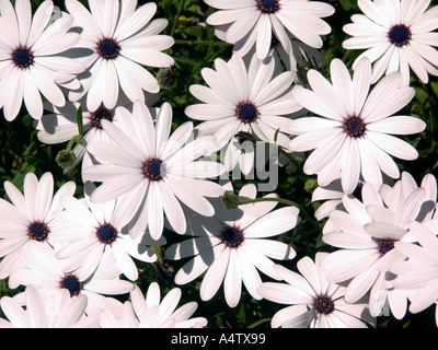 African Daisy, Osteospermum Hort, fiore, bianco, petalo, petali, aster, asteraceae, molla, botanica, botanico giardino, giardinaggio, Foto Stock