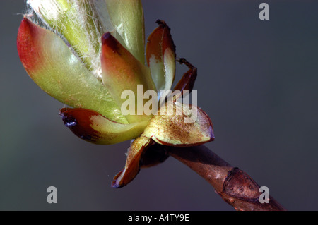 Ippocastano fiori e foglie di nuovo Foto Stock