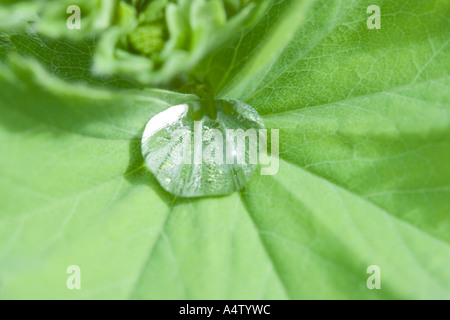 Singola Goccia d'acqua sulla foglia verde di Alchemilla mollis Foto Stock