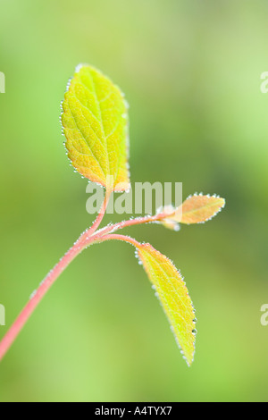 Nuove Foglie di Katsura Tree Cercidiphyllum japonicum Foto Stock