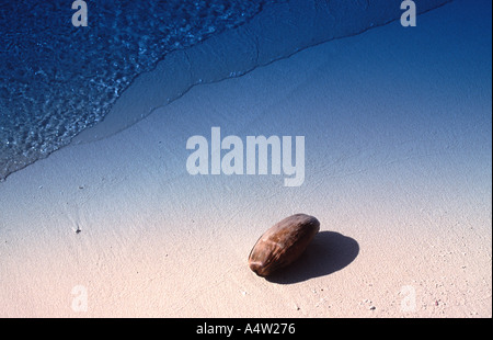 Guscio di noce di cocco si è incagliata su una sabbiosa spiaggia tropicale Foto Stock