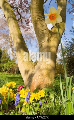 Fiori primaverili in fiore in un giorno di marcia soleggiato alla base dell'albero di magnolia fiorito in giardino inglese, Berkshire, Regno Unito Foto Stock