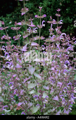 Salvia sclarea var turkestanica, salvia, viola pianta di giardino di fiori profumati herb salvias Foto Stock