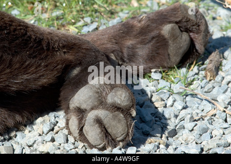 In prossimità della parte inferiore di cani zampe. Foto Stock