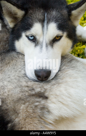 Husky siberiano Foto Stock
