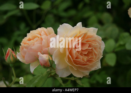 Rosa Grazia, David Austin La Collezione di Rose Inglesi Foto Stock