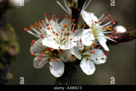 Blackthorne blossom noto anche come sloe Foto Stock