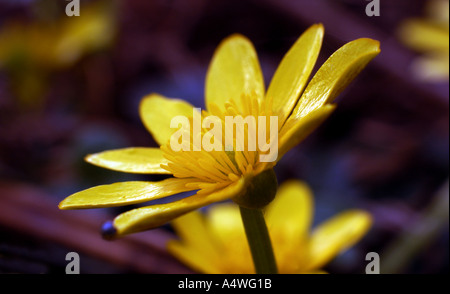 Lesser celandine Foto Stock