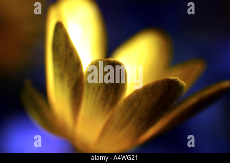 Lesser Celandine close up di un fiore Foto Stock