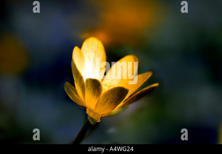 Lesser Celandine close up di un fiore Foto Stock