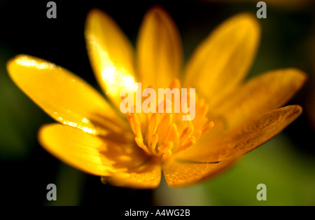 Lesser Celandine close up di un fiore Foto Stock