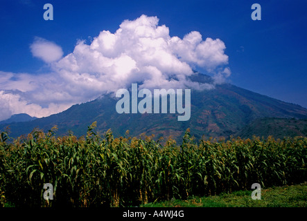 Il raccolto di mais nella città di Santiago Atitlan con San Pedro vulcano sullo sfondo Solola Dipartimento Guatemala Foto Stock