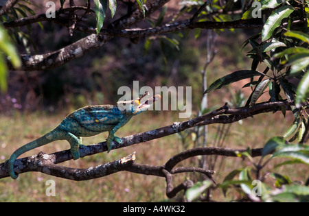 Parson's camaleonte, Calumma parsonii, caccia in Madagascar Foto Stock