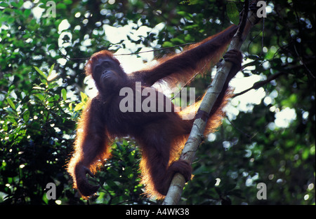 Wild orangutan, pongo pygmaeus, in Gunung Palung Parco Nazionale di Kalimantan in Indonesia Foto Stock