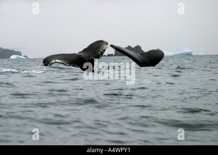 Due Balene Humpback visualizzare le loro code /fluke,nel sud dell'Oceano Atlantico,l'Antartide. Foto Stock