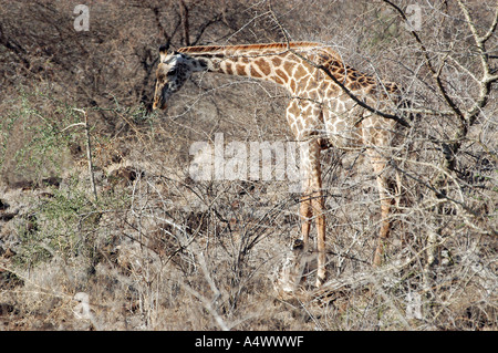 Massai Giraffe nel Tsavo West National Park, Kenya Foto Stock