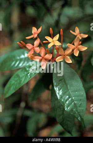 Fiori di Ixora sp. Della famiglia delle Rubiaceae, un arbusto nel sottobosco della foresta pluviale tropicale. Lambir Hills National Park, Malesia, Borneo (parte del punto caldo della biodiversità del Sundaland). Foto Stock