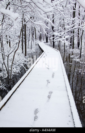 Coperta di neve alberi in boschi di Busey Illinois Foto Stock