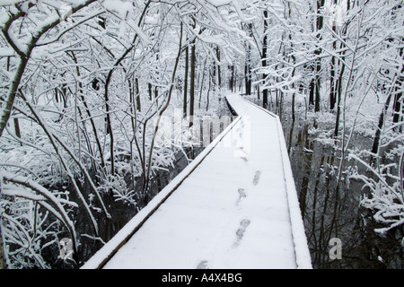 Coperta di neve alberi in boschi di Busey Illinois Foto Stock