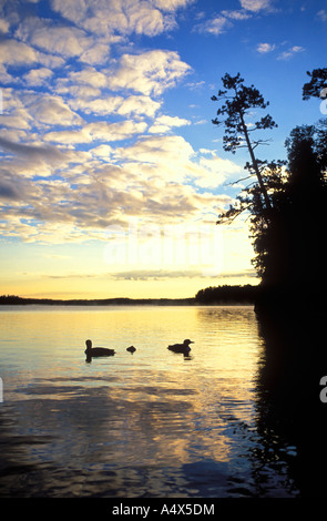 Loon comune famiglia presso sunrise in acque di confine canoa Area Wilderness BWCAW Minnesota Foto Stock