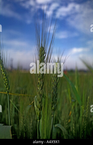 Campi di grano Foto Stock