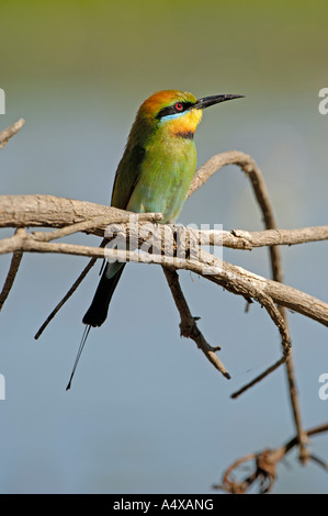 Rainbow gruccioni, Merops ornatus, australia Foto Stock